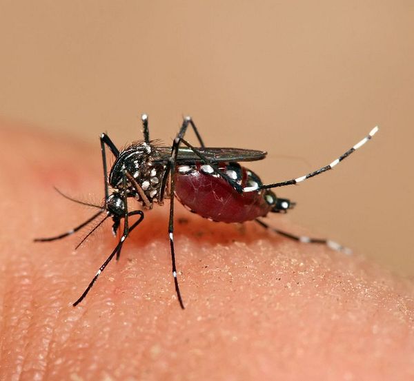 PCR DENGUE AND CHIKUNGUNYA DUO